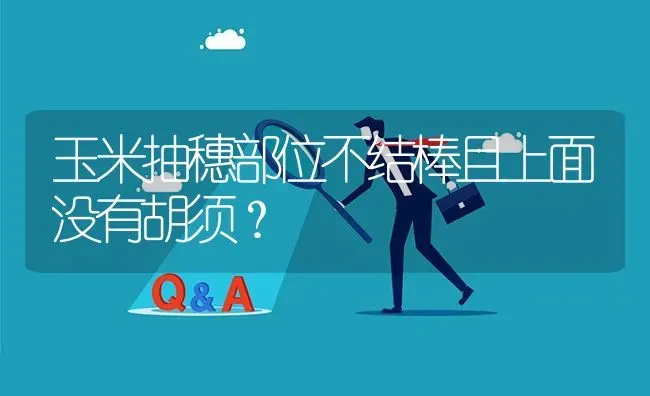 玉米抽穗部位不结棒且上面没有胡须? | 养殖问题解答