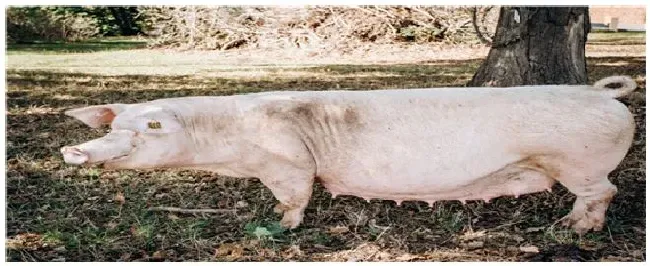 怀孕母猪各个阶段喂料 | 生活常识