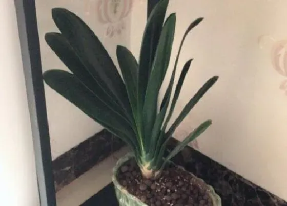 植物常识问题|君子兰底部叶片发黄如何修剪