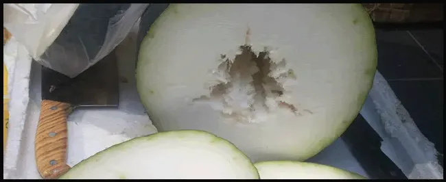 冬瓜什么时候种植 | 三农答疑