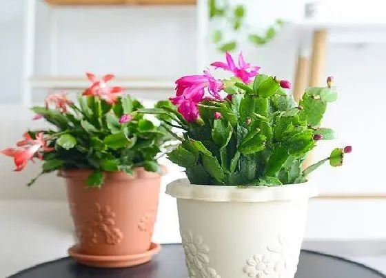 植物常识问题|夏季蟹爪兰茎腐该怎么处理