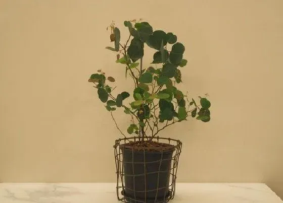 植物常识问题|家庭养花浇水一定要远离3种水