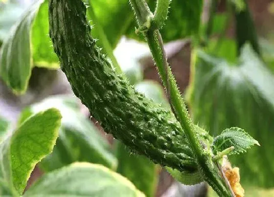 植物常识问题|黄瓜的种植方法与时间