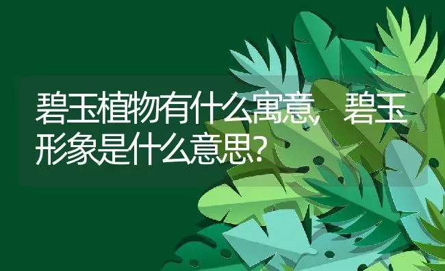 碧玉植物有什么寓意,碧玉形象是什么意思？ | 养殖常见问题