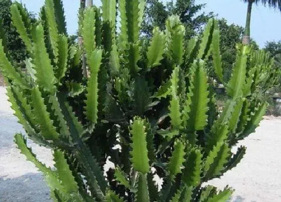 植物常识问题|仙人掌类的品种大全 常见仙人掌的分类品种图片及名称