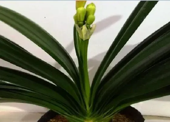 植物常识问题|脱盆后君子兰一个月不栽种状态如何