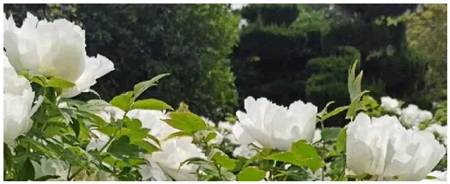 刺梅花放卧室有毒吗 | 三农问答