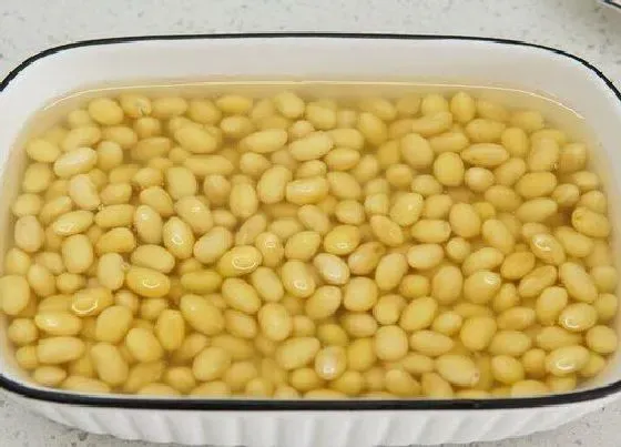 植物常识问题|黄豆怎么养护月季  具体方法