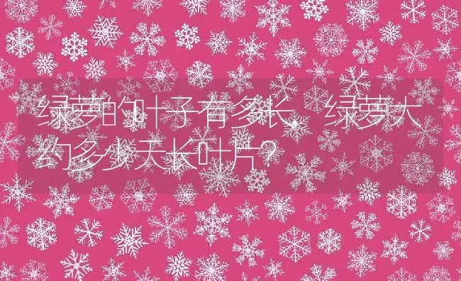 绿萝的叶子有多长,绿萝大约多少天长叶片？ | 养殖常见问题