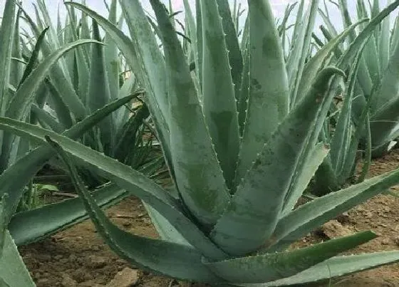 植物常识问题|元宝芦荟养殖需要注意哪些问题