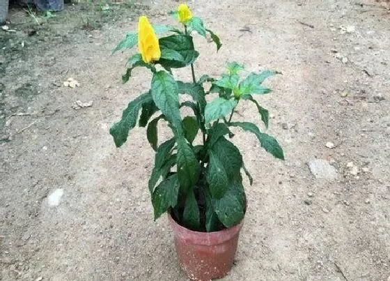 植物常识问题|花卉的叶片变薄的原因