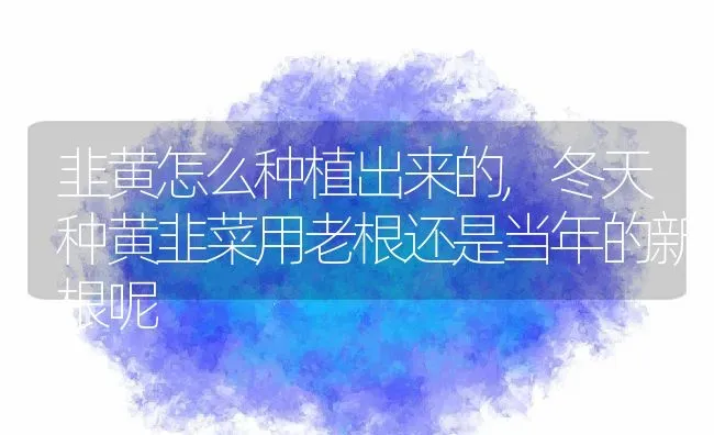 韭黄怎么种植出来的,冬天种黄韭菜用老根还是当年的新根呢 | 养殖常见问题