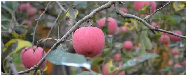 苹果种植几年可以挂果 | 三农答疑