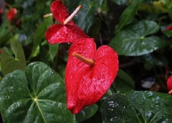 植物常识问题|红掌怎么养护枝繁叶茂