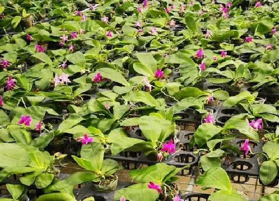 植物常识问题|蝴蝶兰雨后最怕什么