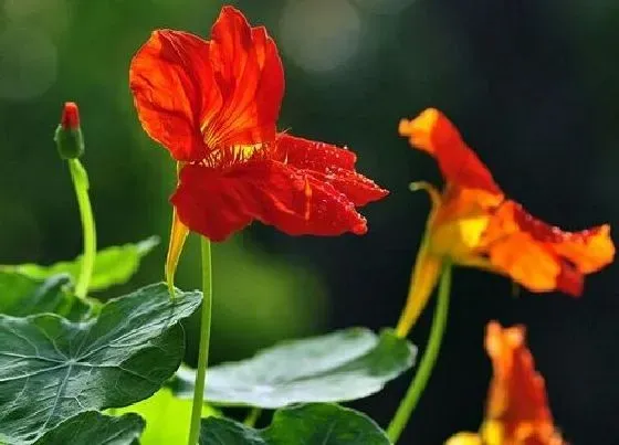 植物常识问题|旱金莲怎么养护一年不断开花