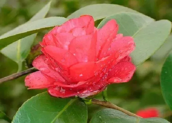 植物常识问题|冬季茶花养殖三大禁忌