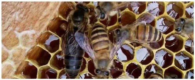 蜜蜂大肚病用什么药？ | 农业问题