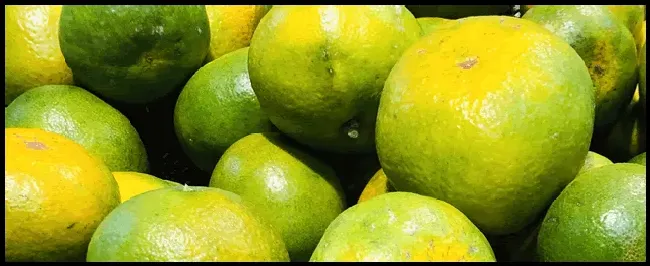柑橘溃疡病怎样防治 | 农业常识
