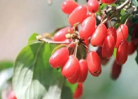 植物常识问题|山茱萸和吴茱萸的区别