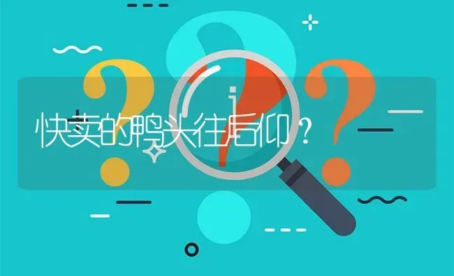 快卖的鸭头往后仰? | 养殖问题解答