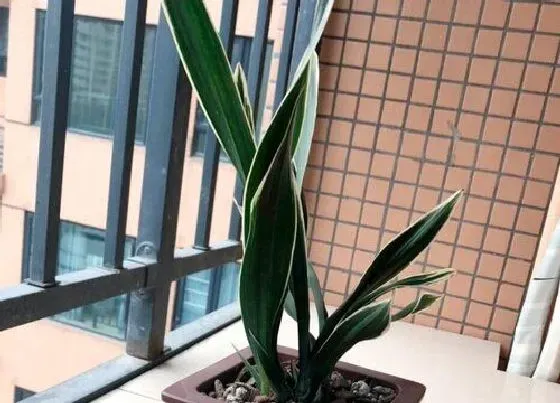 植物常识问题|如何区分兰花是“退草”还是“腐草”