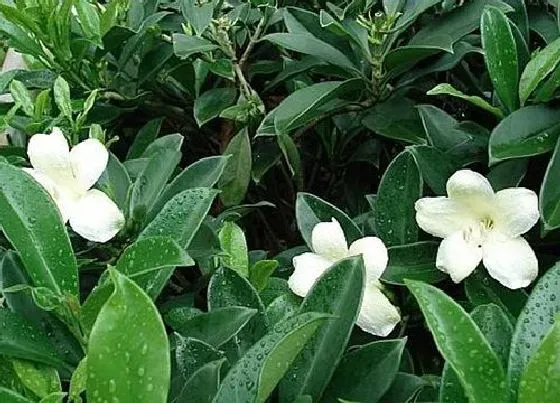 植物常识问题|盆栽茉莉花哪些情况下不能马上浇水