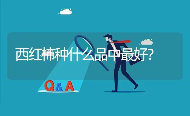 西红柿种什么品中最好? | 养殖问题解答
