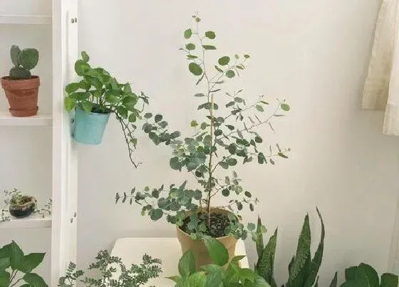 植物常识问题|家庭养花浇水一定要远离3种水