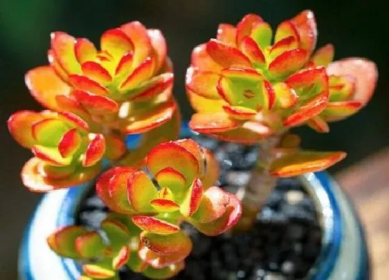 植物常识问题|玉树枝条和叶片突然发软是什么原因