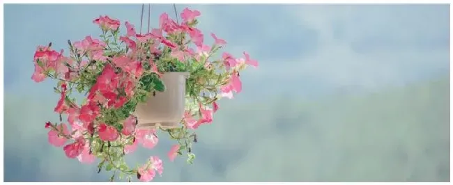 种植花卉需注意事项 | 农业答疑