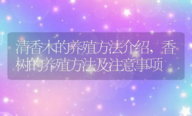 清香木的养殖方法介绍,香树的养殖方法及注意事项 | 养殖常见问题