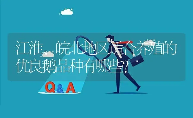 江淮、皖北地区适合养殖的优良鹅品种有哪些? | 养殖问题解答