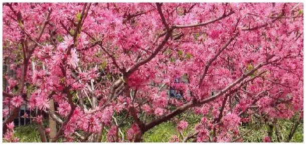 桃树潜伏芽的寿命 | 生活常识