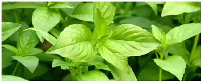 大叶荆芥种植的时间和方法 | 农业答疑