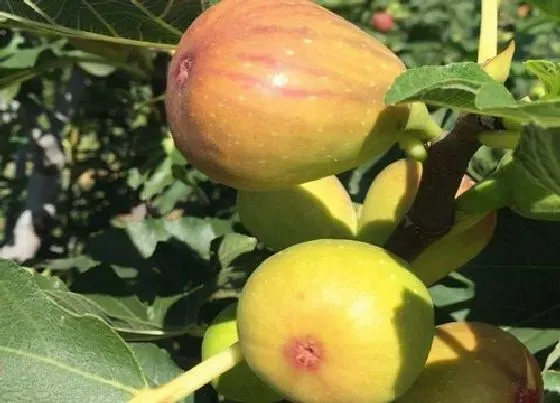 植物常识问题|最好吃的无花果排行榜 口感好吃的无花果品种排名