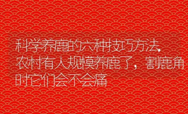 科学养鹿的六种技巧方法,农村有人规模养鹿了，割鹿角时它们会不会痛 | 养殖常见问题