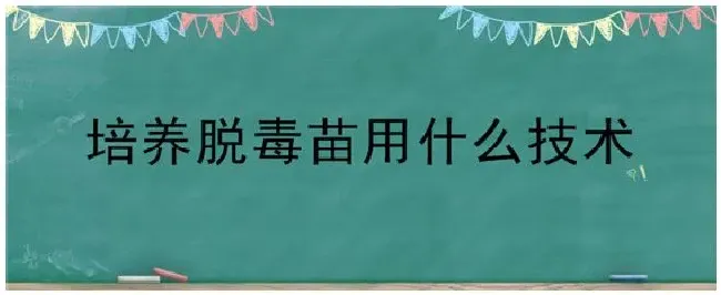 培养脱毒苗用什么技术 | 科普知识