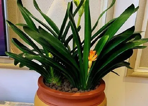 植物常识问题|脱盆后君子兰一个月不栽种状态如何