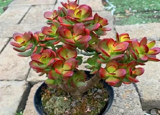 植物常识问题|玉树枝条和叶片突然发软是什么原因
