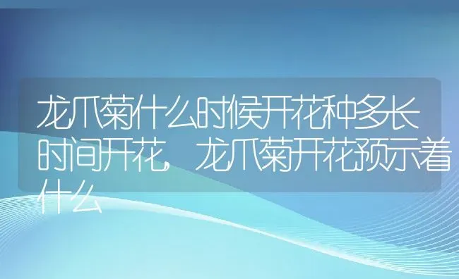 龙爪菊什么时候开花种多长时间开花,龙爪菊开花预示着什么 | 养殖常见问题