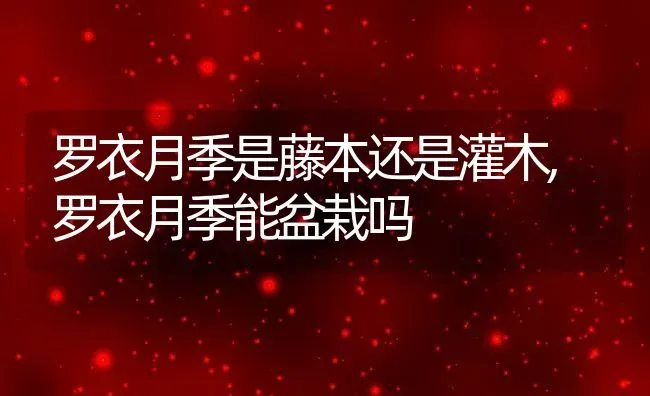 罗衣月季是藤本还是灌木,罗衣月季能盆栽吗 | 养殖常见问题