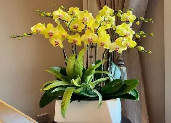 植物常识问题|蝴蝶兰经常被养死是什么原因