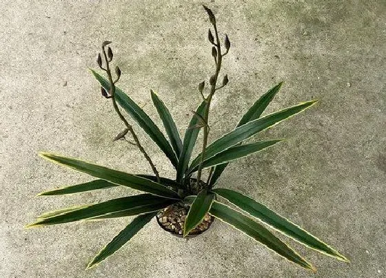 植物常识问题|兰花浇定根水有哪些讲究