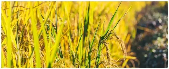 日本水稻种植业的特点 | 农业答疑