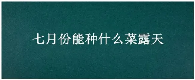 七月份能种什么菜露天 | 三农问答