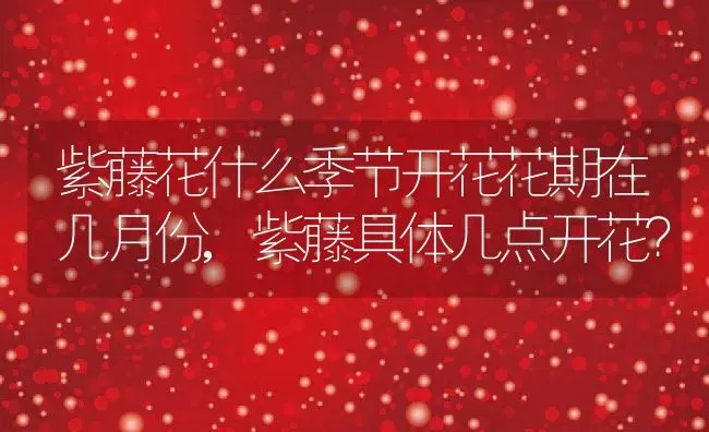 紫藤花什么季节开花花期在几月份,紫藤具体几点开花？ | 养殖常见问题