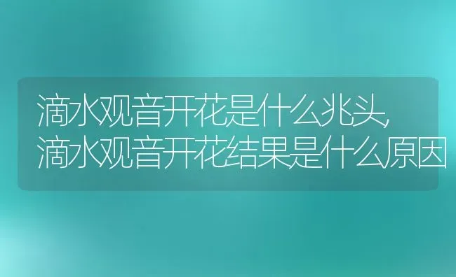 滴水观音开花是什么兆头,滴水观音开花结果是什么原因 | 养殖常见问题