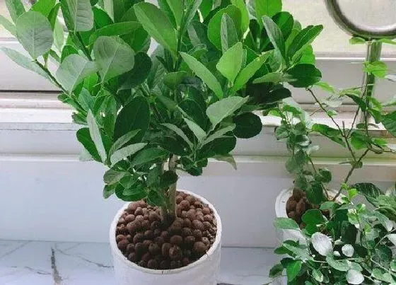 植物常识问题|盆栽柠檬树为什么要给它进行控水控肥