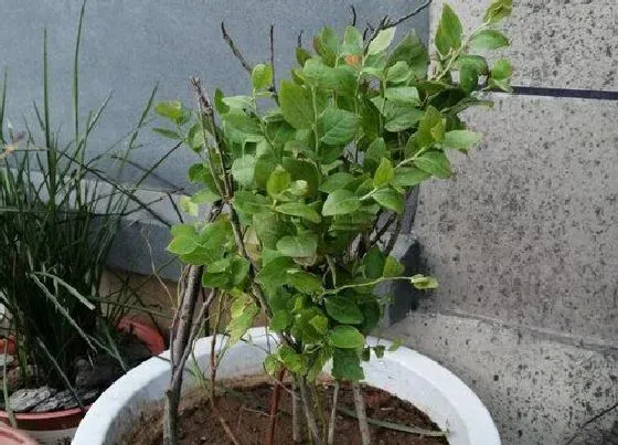 植物常识问题|盆栽蓝莓种植方法 夏季养护方法